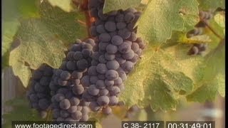 Designer Wines - Full Documentary