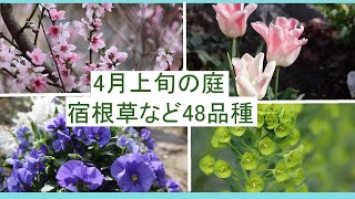 宿根草の庭づくり/4月上旬の庭の宿根草や一年草など48品種/花いっぱいの庭/ガーデニング