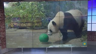 DC pandas enjoy a merry moment in new video