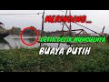 Misteri Buaya Putih,  Warga Heboh Saat penampakan Buaya Sungai Brantas