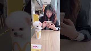 cute puppy Dog 6 For more subscribe #2022 #puppy #shorts #status #trending #viral #bath