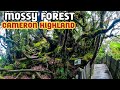 Panduan buat pemilik hilux! Pertama kali mendaki MOSSY FOREST di Cameron Highland dengan tenang!