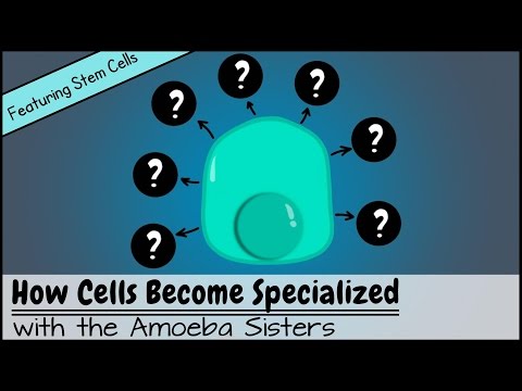 Where do other cells come from?