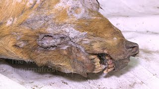 32,000-year-old wolf found in Russian Arctic | AFP