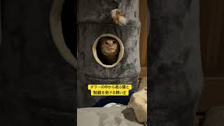 制裁を下したのはあられ。#cat #我々はネコである #保護猫 #ねこ不足のあなたへ #猫のいる暮らし #ねこねこネットワーク #ネコを崇めよ #ねこ #ネコ #ねこ自慢