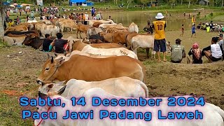 PACU JAWI PADANG LAWEH MINGGU KE IV 14 DESEMBER 2024