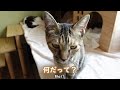 里親を募集しているおしゃべりな子猫！【保護猫】