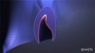 Tooth development - Crown formation