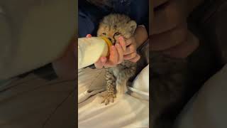 Baby cheetah drinking milk