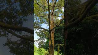 What do 20 year old Durian trees look like .