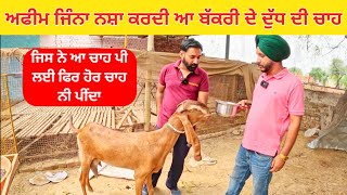 ਅਫੀਮ ਜਿੰਨਾ ਨਸ਼ਾ ਕਰਦੀ ਆ ਬੱਕਰੀ ਦੇ ਦੁੱਧ ਦੀ ਚਾਹ । Goat Milk tea | goats | goat #goat  #goats