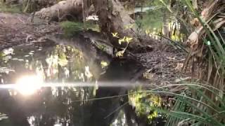 Lorella Springs, near Borroloola, Savannah Way, Gulf of Carpentaria, NT.