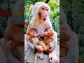 maa monkey bhoot vairalvideo ytshorts new vairl video