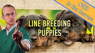 Line Breeding Dogs - a recipe for mutants? - Dog Health Vet Advice