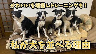 【猟師んちの５頭のボーダーコリー】私が犬を並べる理由【Palくん通信#3】