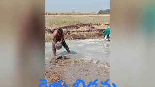 🌾🌾మా నాన్న రైతు నేను రైతు బిడ్డను 🌾🌾