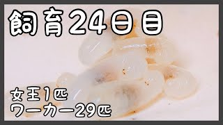 149【蟻の観察】幼虫がぷくぷく動いてます。【2代目・飼育24日目】