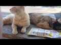 家ネコより飼い猫な野良猫 ニャーゴとミケ【亀山ダム野良猫ファミリー】　the stray cat which is a pet cat more than a pet cat