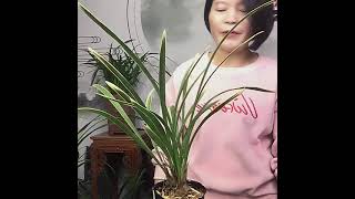 Vlogs 2 体验种植野生兰花