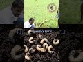 உங்க தென்னைபிள்ளை ஏன் வளரவில்லை🤔Why is your coconut plant not growing up? #1078 #shorts #shortvideo