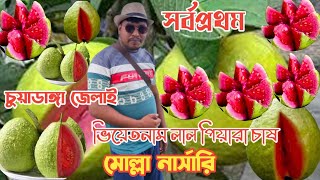 ভিয়েতনাম লাল পিয়ারা চাষ সর্বপ্রথম বাংলাদেশে মোল্লা নার্সারি লাল পিয়ারা(হৃদয়ের কৃষি)