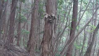 里山歩き   白岳山   標高   200m～100m   2021-04-24   g-1