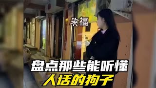 盘点那些能听懂人话的狗子，聪明的狗狗与人类无障碍交流，惊呆了