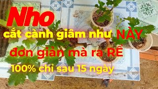 Cách GIÂM cành cây NHO ĐƠN GIẢN RA RỂ 100%