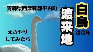 【めっちゃ！青森】青森県平内町には「かわいい白鳥」と「素敵な白い鳥」の二つの白鳥がそこにありました！