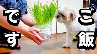 ペット用の草を買って、ミックス犬とシーズーにあげてみた❗