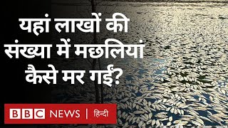 Dead fish Australia: यहां लाखों की संख्या में मछलियां कैसे मर गईं? (BBC Hindi)