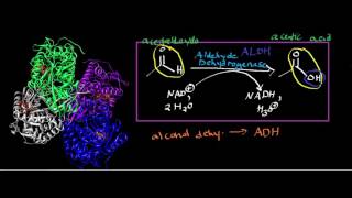 Aldehyde Dehydrogenase: Physiology. Biochemistry, and Mechanism