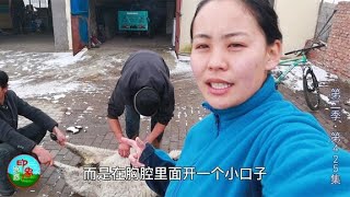 第二季(425)拍摄草原人宰羊全过程，蒙古汉子一招搞定，2小时搞定4只羊！