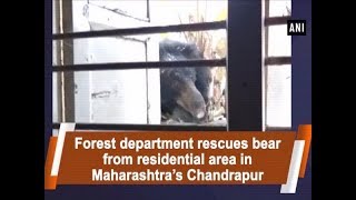 Forest department rescues bear from residential area in Maharashtra’s Chandrapur