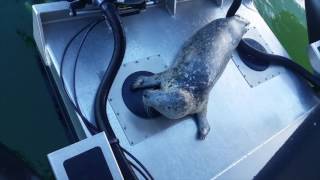 seal escapes from Orca off Victoria, BC