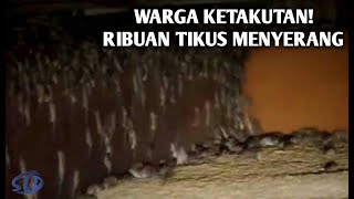 Ngeri...Ribuan Tikus Tiba-tiba Muncul Serang Pemukiman, kenapa ini ? || Fenomena² 2021