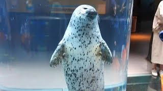 円柱の水槽で見られる旭山動物園のあざらし館