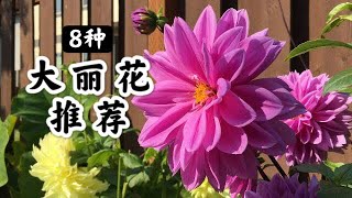 【花卉推荐1】我最喜欢的8个大丽花品种 | 开春种什么花？| 花开爆、鲜花不断 | 花园规划计划