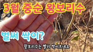 가을에 심은 왕보리수가 3월인데 벌써 싹이?