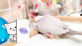 【お昼寝】文鳥 大好きなヒモと一緒に寝る花美ちゃんです　Java sparrow　フィンチ　pinohana　ブンチョウ