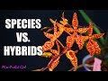 Orchid Species Vs. Hybrids - Differences, the good & the bad!