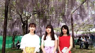 かざはやの里～かっぱのふるさと～ 2019藤まつり花Queen撮影会「中居美優香さん九尺藤紹介」