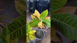 Como cuidar un CROTON #plantas #croton