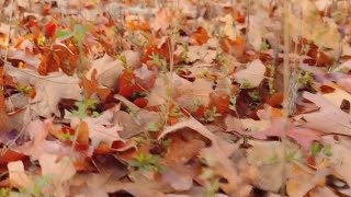 Experts share what to expect for fall foliage in the Ozarks