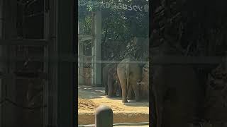 【アジア象】ウタイママに甘えるアルン君　#上野動物園 #ウタイ　#アルン　#アジア象　#shorts