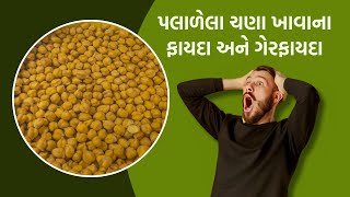 Wet Chickpeas Benefits Gujarati | પલાળેલા ચણા ખાવાના ફાયદા અને ગેરફાયદા | Health Gujarati Tips