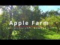 New Zealand Apple Farm Walk through | New Zealand Christchurch [4k -15 min]