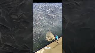 WOW ! RIBUAN IKAN DI JALA OLEH SEORANG NELAYAN #shorts #subscribe