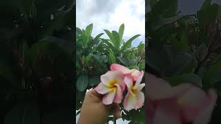 monsoon Flower chapa or champa or Plumeria #viral #shorts #garden #flowers #trending #green #pink