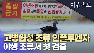 충격] 조류인플루엔자, 야생조류에서 검출???